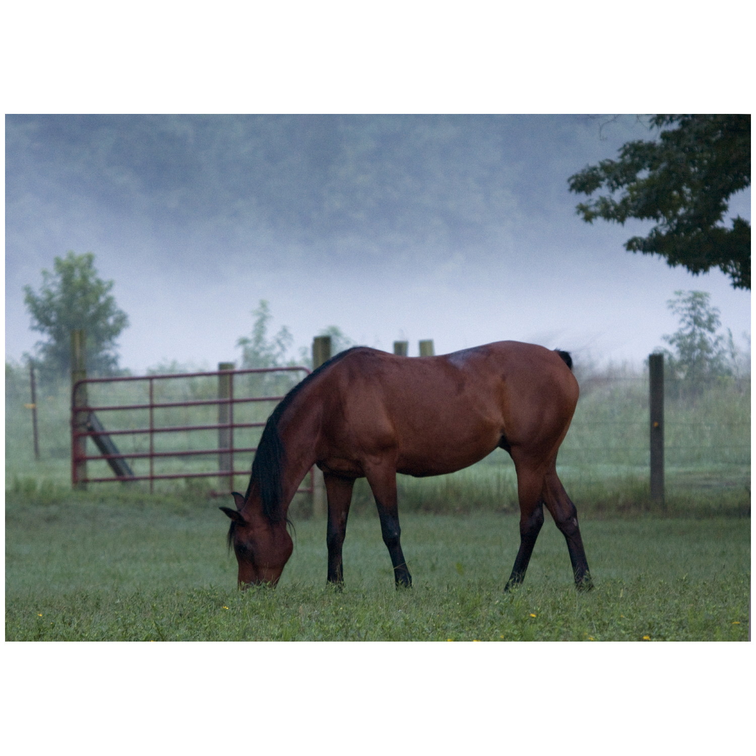 The benefits of feeding your horse Apple Cider Vinegar (ACV) Saddlery